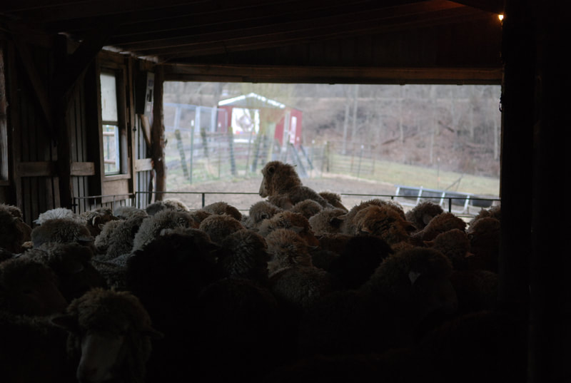 Cestari yarns sheep