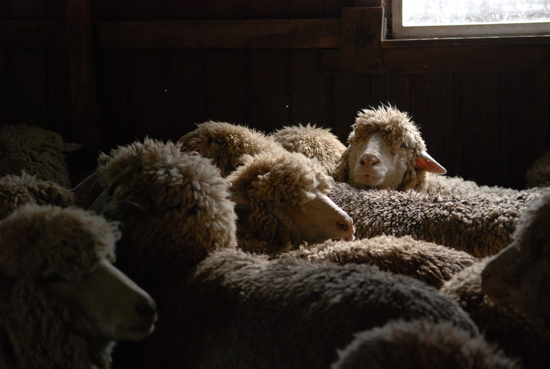 Cestari yarns sheep