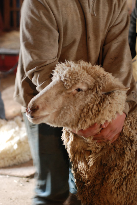 Cestari yarns sheep shearing