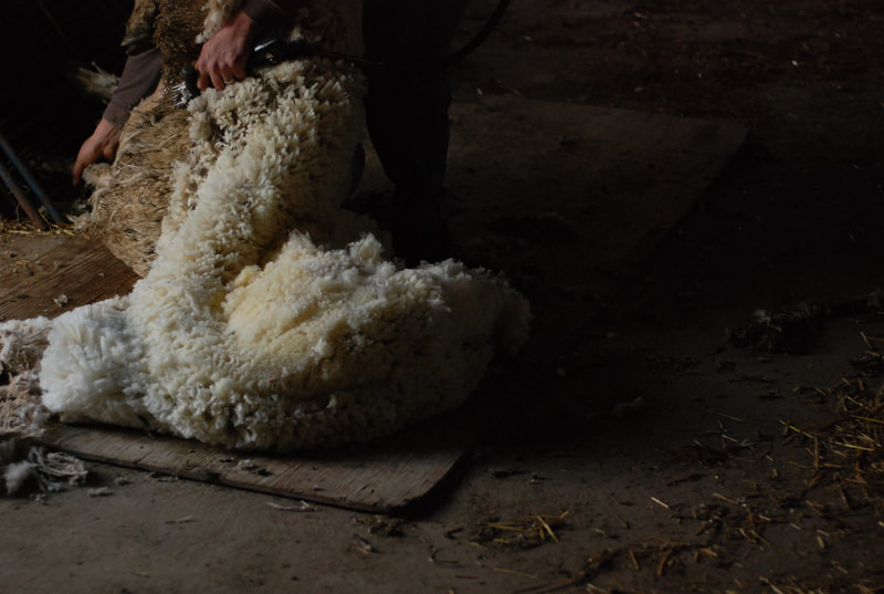 Cestari yarns shearing wool