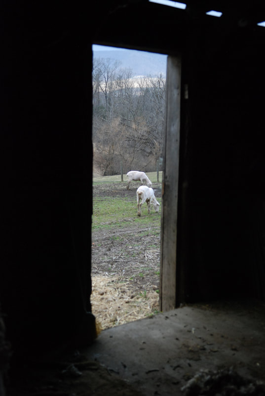 Cestari yarns sheep shearing