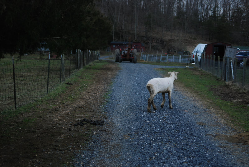 Cestari yarns sheared sheep