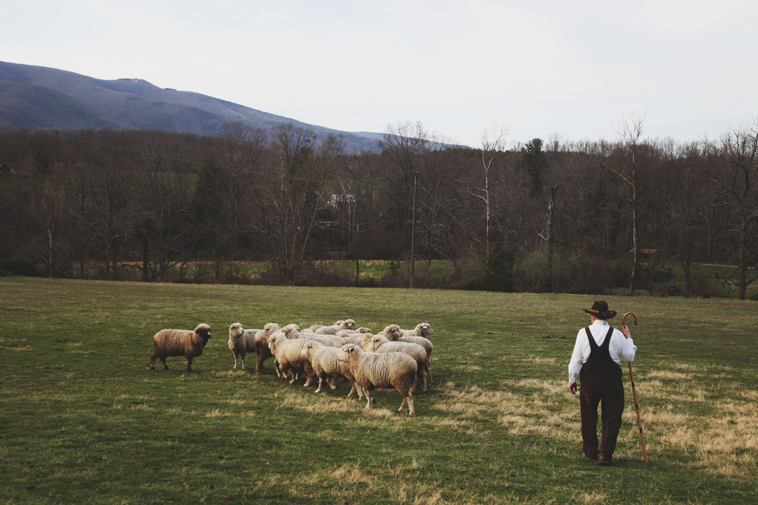 Cestari yarns sheep farm