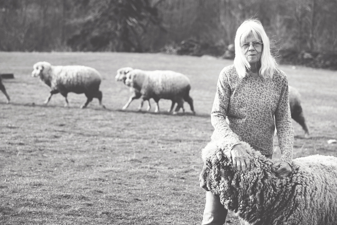 Cestari yarns sheep farm Diane Chester