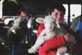 Cestari yarns family lamb